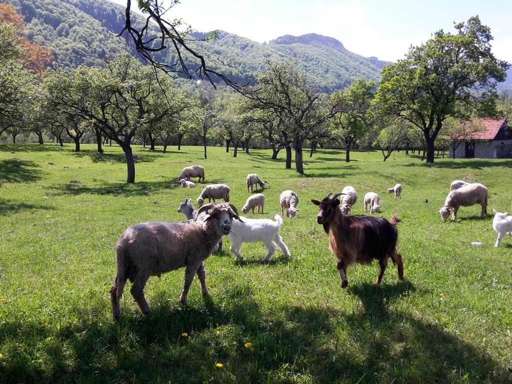 Pensiunea Din Livada Bran  Exterior foto